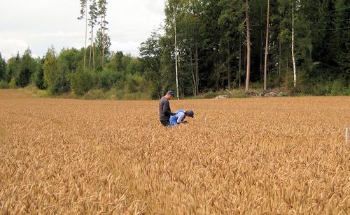 Crop yield measurement