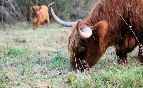 Extensive Highland cattle grazing on organic Soils